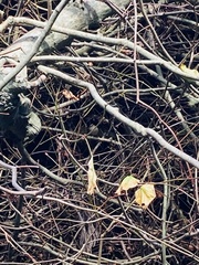 Regulus ignicapilla ignicapilla