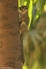 Callosciurus pygerythrus