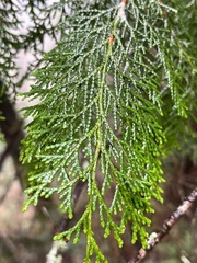 Chamaecyparis formosensis