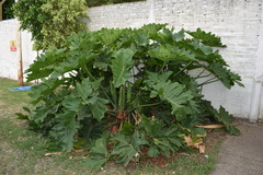 Thaumatophyllum undulatum