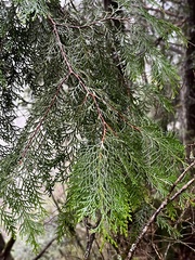 Chamaecyparis formosensis