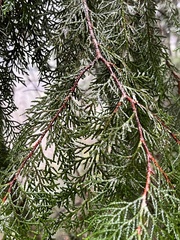 Chamaecyparis formosensis