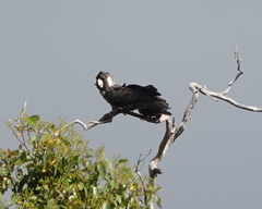 Zanda baudinii