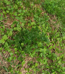 Potentilla thuringiaca