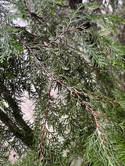 Chamaecyparis formosensis