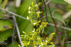 Epidendrum