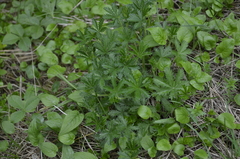 Potentilla thuringiaca