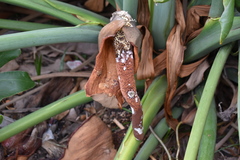 Thaumatophyllum undulatum