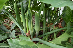 Thaumatophyllum undulatum