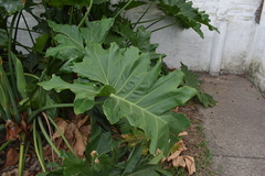 Thaumatophyllum undulatum