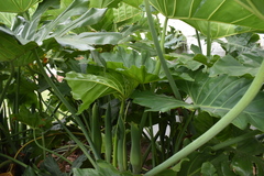 Thaumatophyllum undulatum