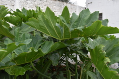 Thaumatophyllum undulatum