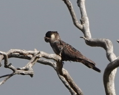 Zanda baudinii