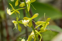 Epidendrum
