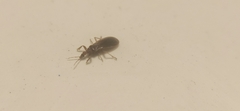 Enicocephalidae
