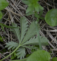 Potentilla thuringiaca