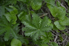 Potentilla thuringiaca