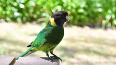 Barnardius zonarius semitorquatus