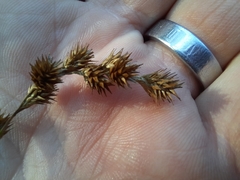 Carex tribuloides