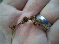Carex tribuloides