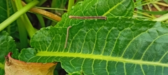 Rhodometra sacraria
