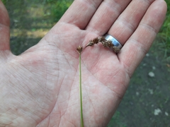 Carex tribuloides