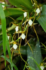 Brassia