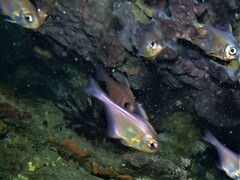 Pempheris klunzingeri