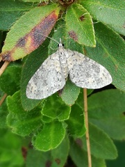 Acasis viretata