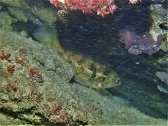 Notolabrus parilus