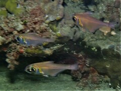 Pempheris klunzingeri