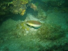 Austrolabrus maculatus