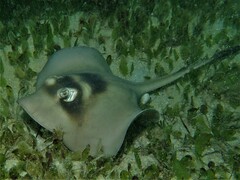 Trygonoptera personata