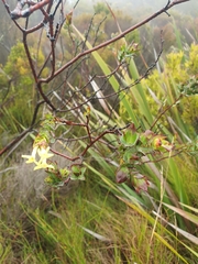 Gnidia oppositifolia