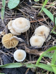 Tubaria dispersa
