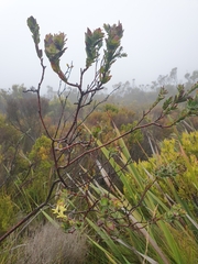 Gnidia oppositifolia
