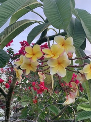 Plumeria