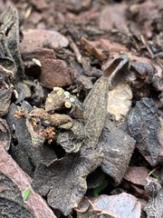 Arachnopeziza aurelia