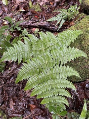 Dryopteris paleolata