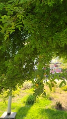 Geoffroea decorticans