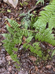 Dryopteris paleolata