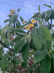 Plumeria