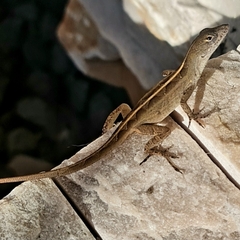 Anolis sagrei