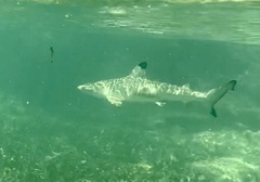 Carcharhinus melanopterus