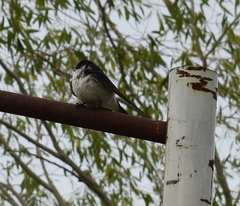 Tachycineta leucorrhoa