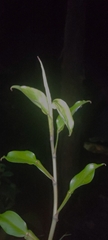Pothos scandens