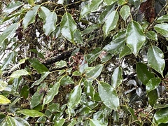 Trochodendron aralioides