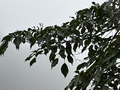 Trochodendron aralioides