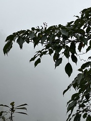 Trochodendron aralioides