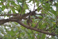 Treron curvirostra